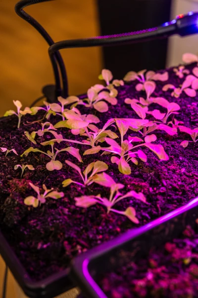 The Best Grow Lights for Seed Starting Indoors • Gardenary