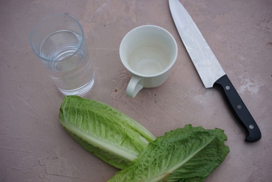 Make Garden Magic - Regrow Romaine Lettuce
