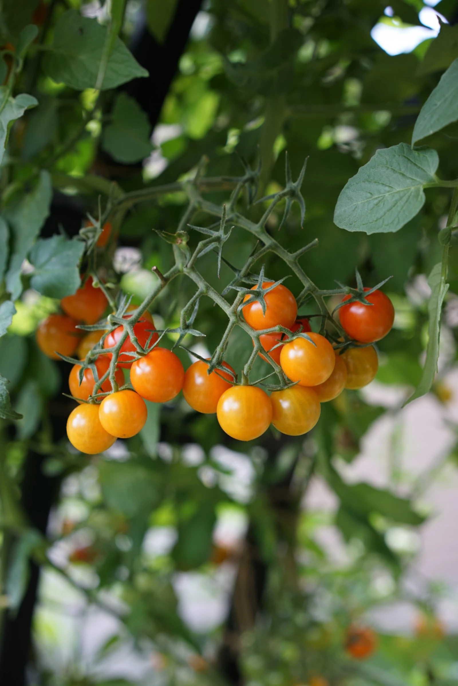 a bunch of yellow and red tomatoes on a vine
