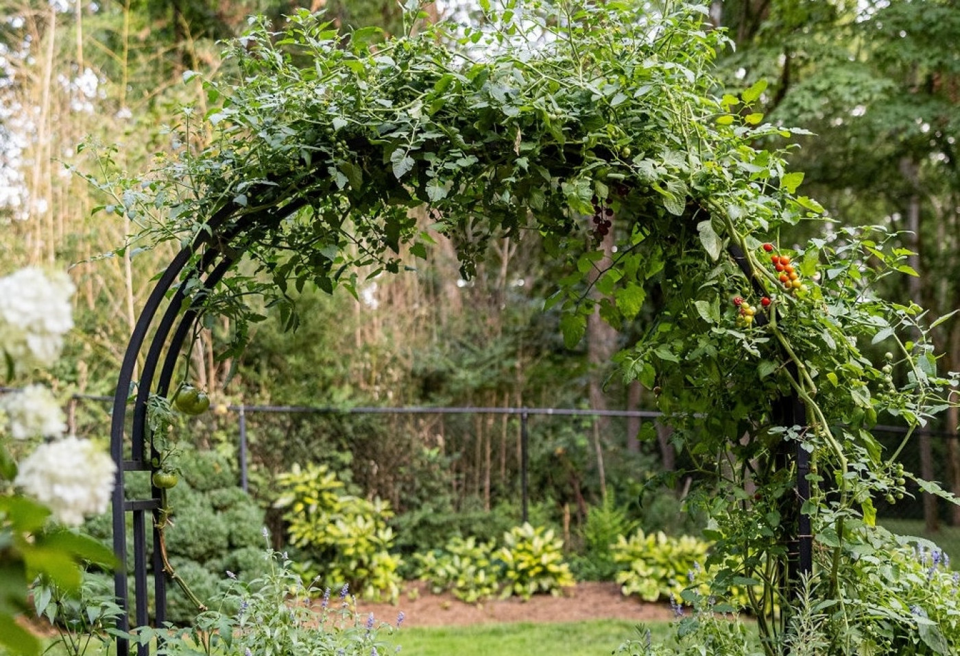 ripe tomatoes on arch trellis