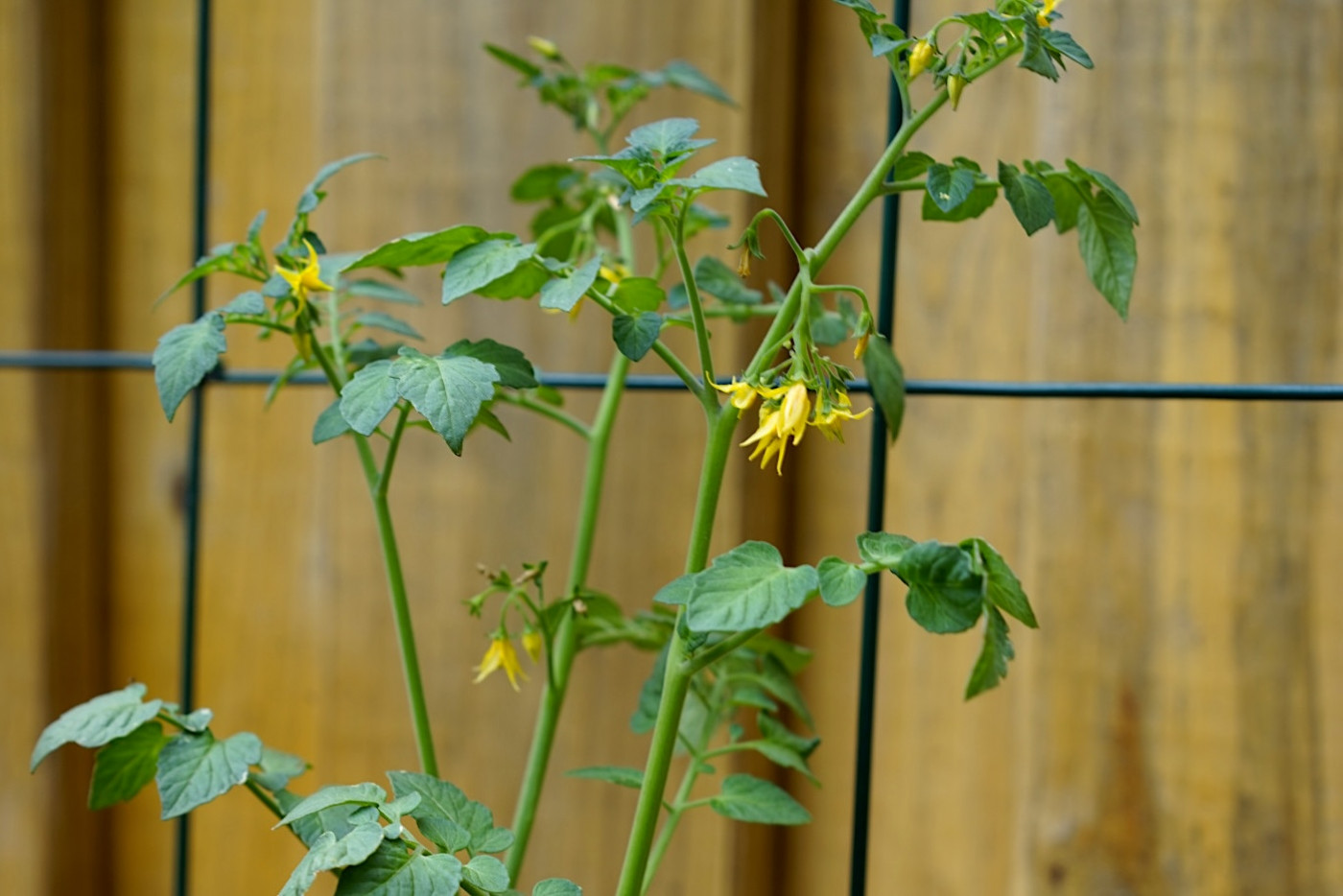 tomato producing its first flowers