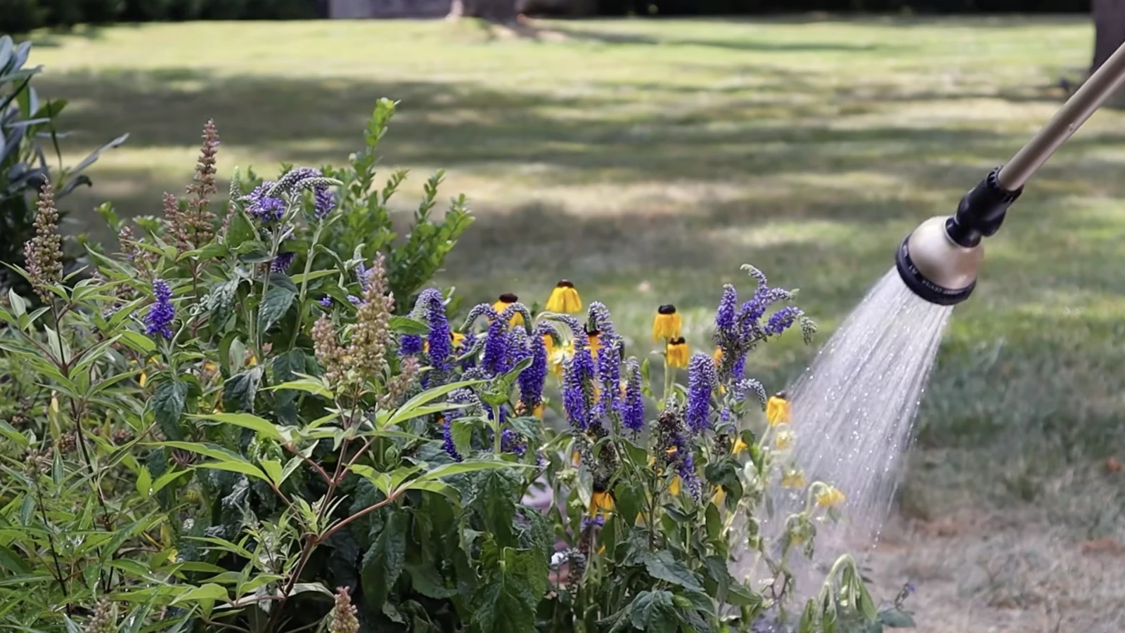 watering native plants
