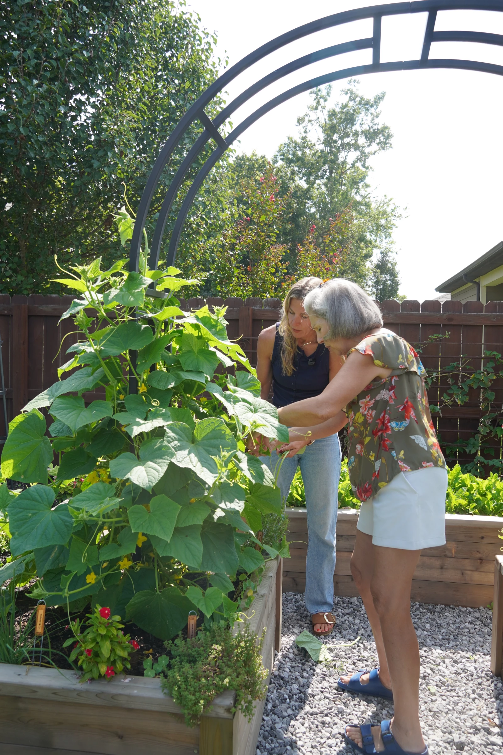 a senior retiree caring for a garden plant