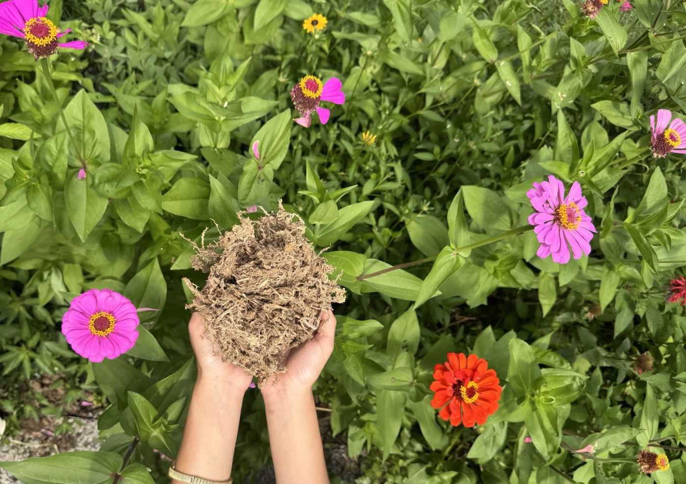 sphagnum moss used in peat moss soil