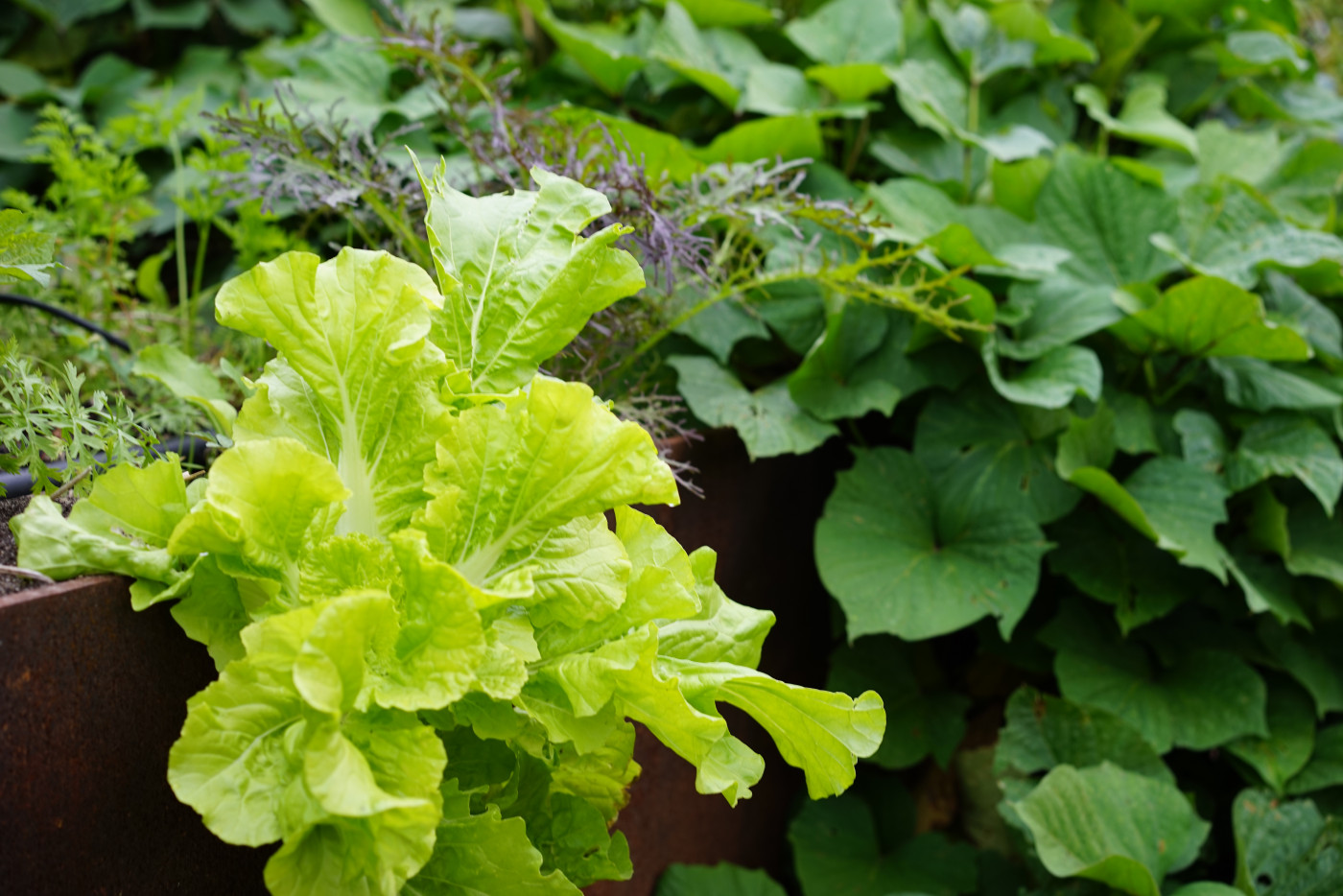 The Best Companion Plants for Lettuce in an Organic Kitchen Garden