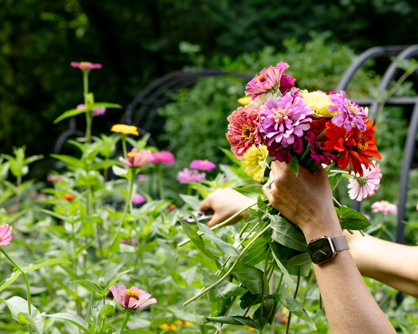 hand holding zinnia flowers in one hand while cutting more zinnias in garden
