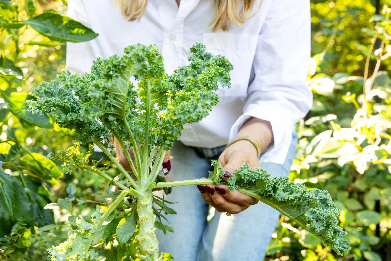 How To Harvest Kale And Encourage More Leaf Growth Gardenary