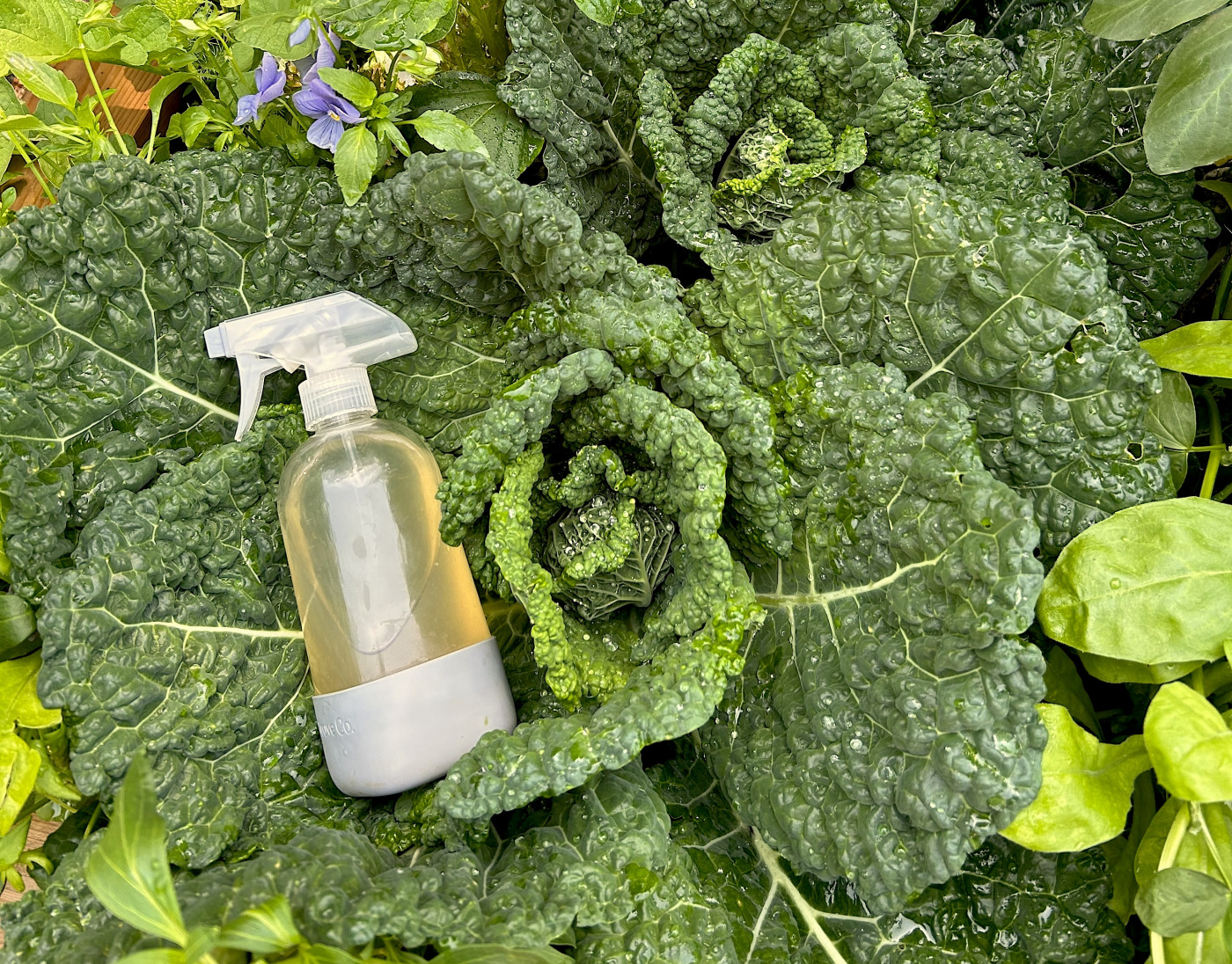 homemade pest spray on cabbage