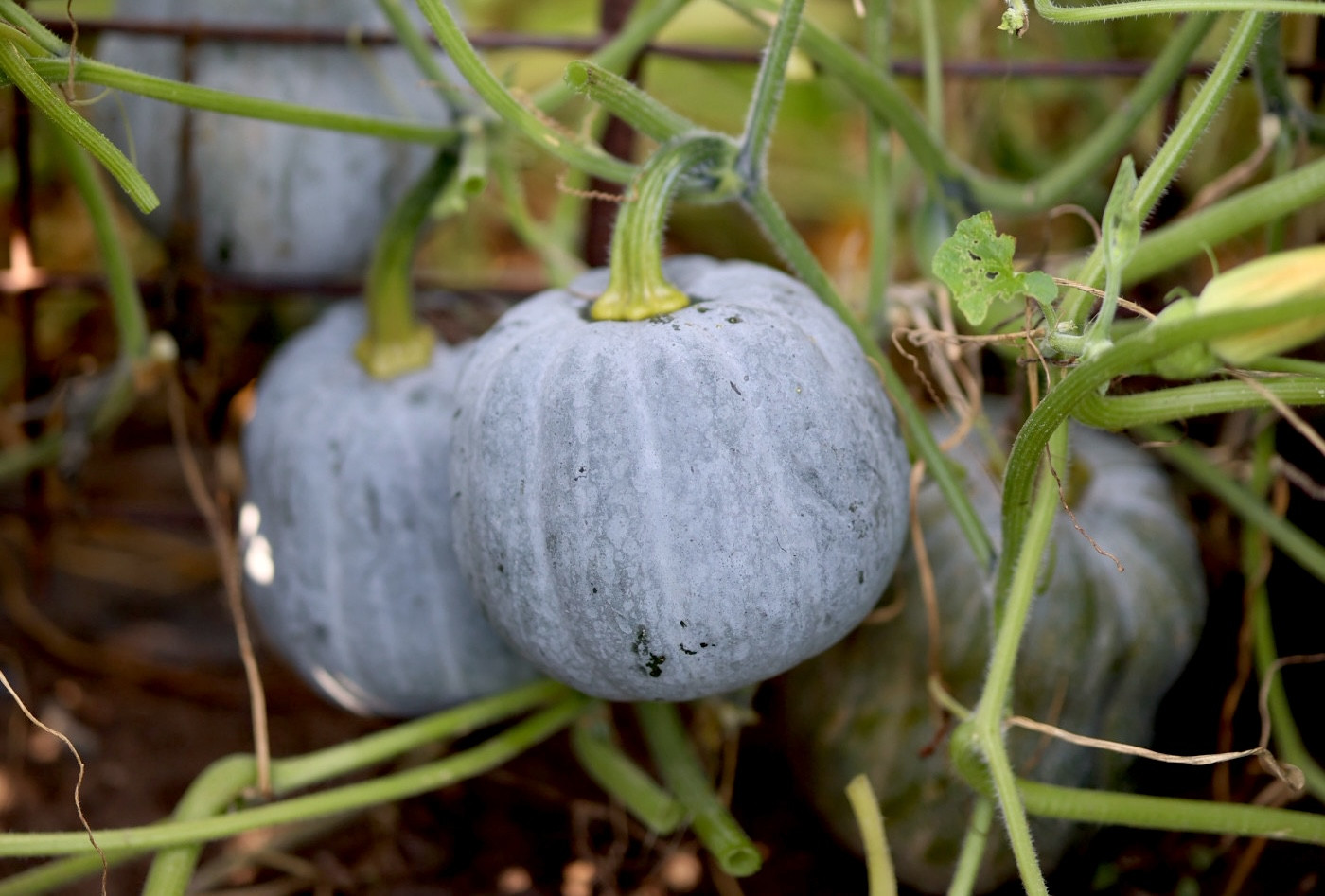 best plants for fall garden