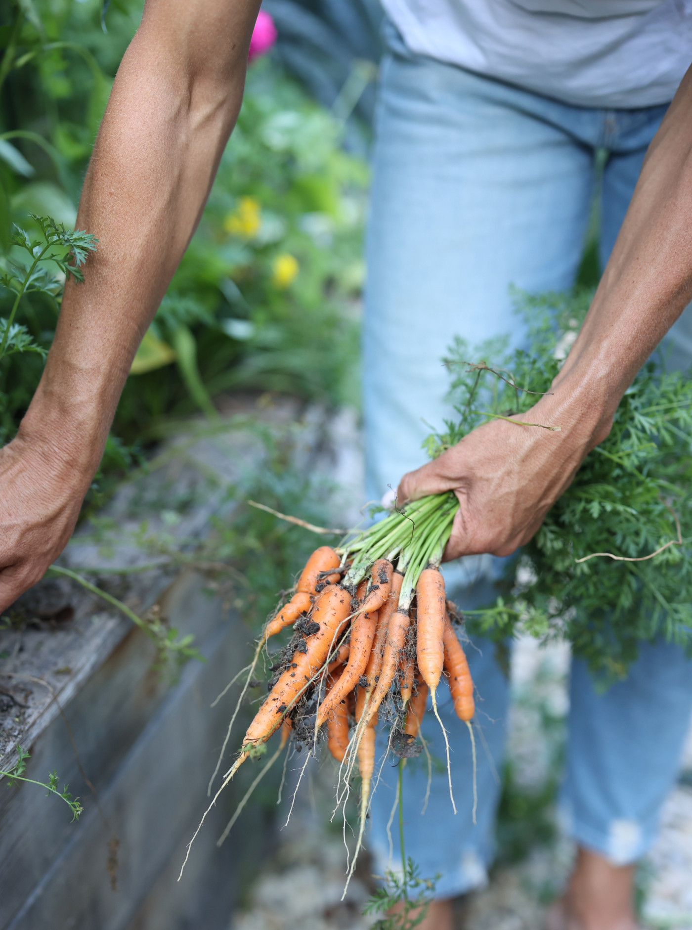The Best Types of Carrots to Grow in the Kitchen Garden • Gardenary
