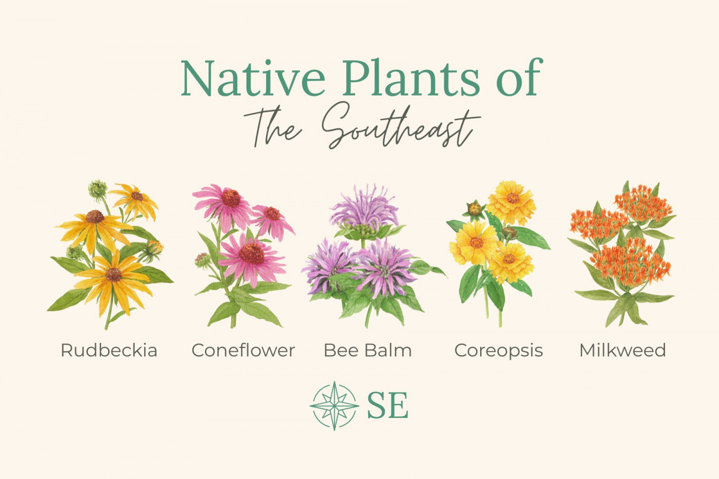 Native plants of the southeast: illustrations of flowers