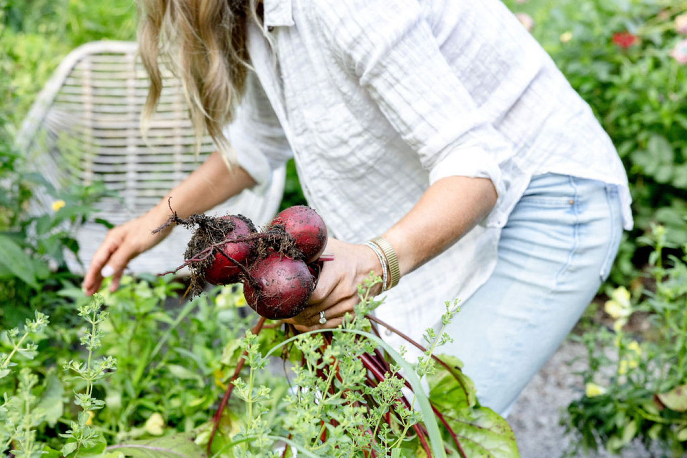 pulling beets to make room for fall planting