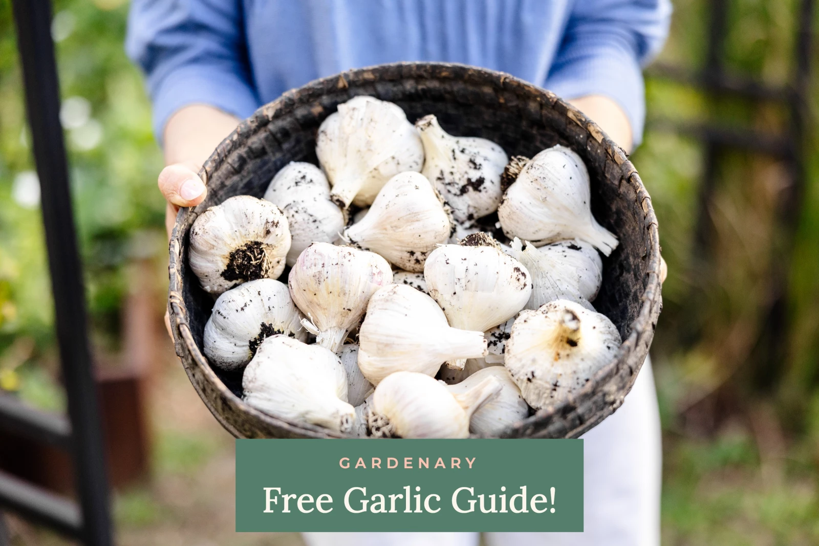 garlic in a bowl