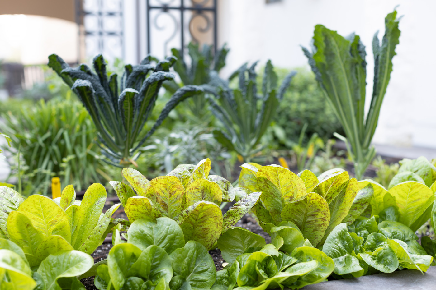 The Best Companion Plants for Lettuce in an Organic Kitchen Garden