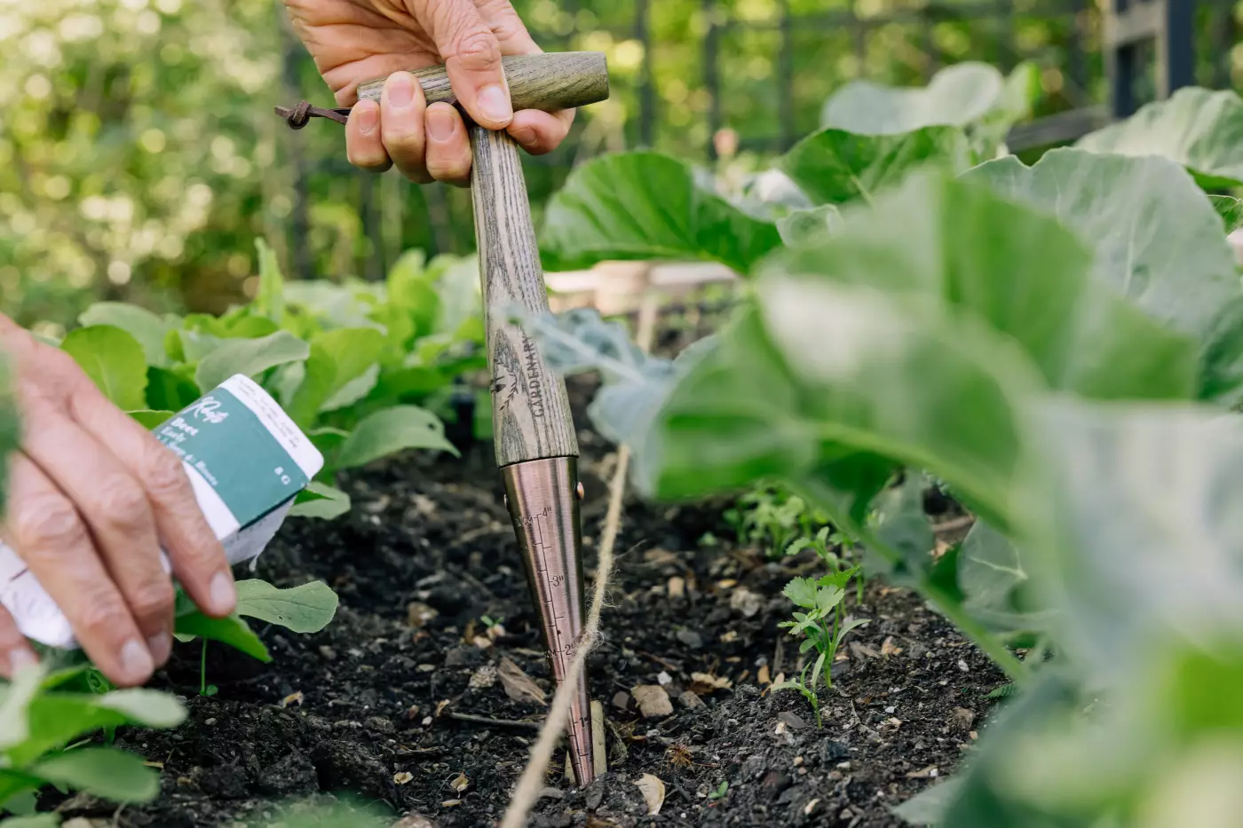 A dibber being used in the garden