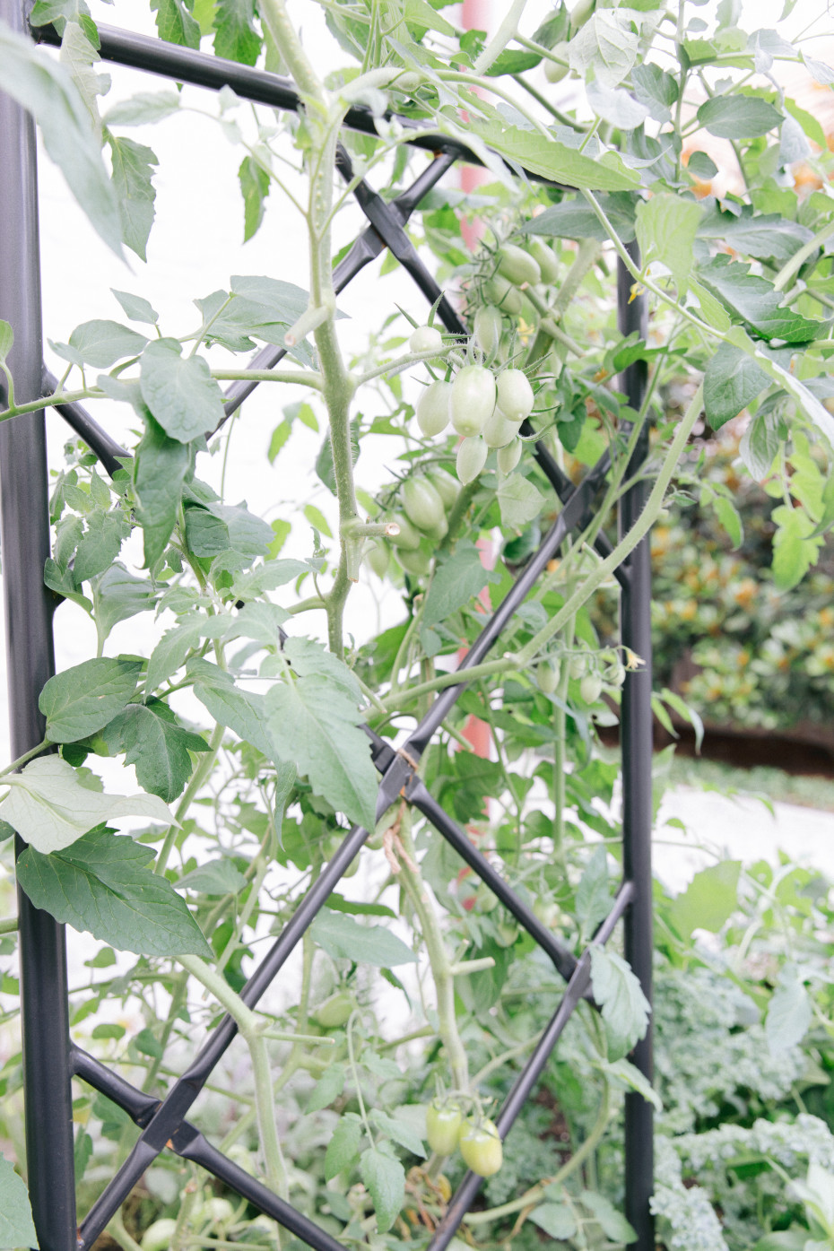 How Often to Fertilize Your Tomato Plants • Gardenary