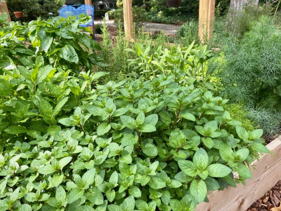 Raised beds designed by Cathleen Smith