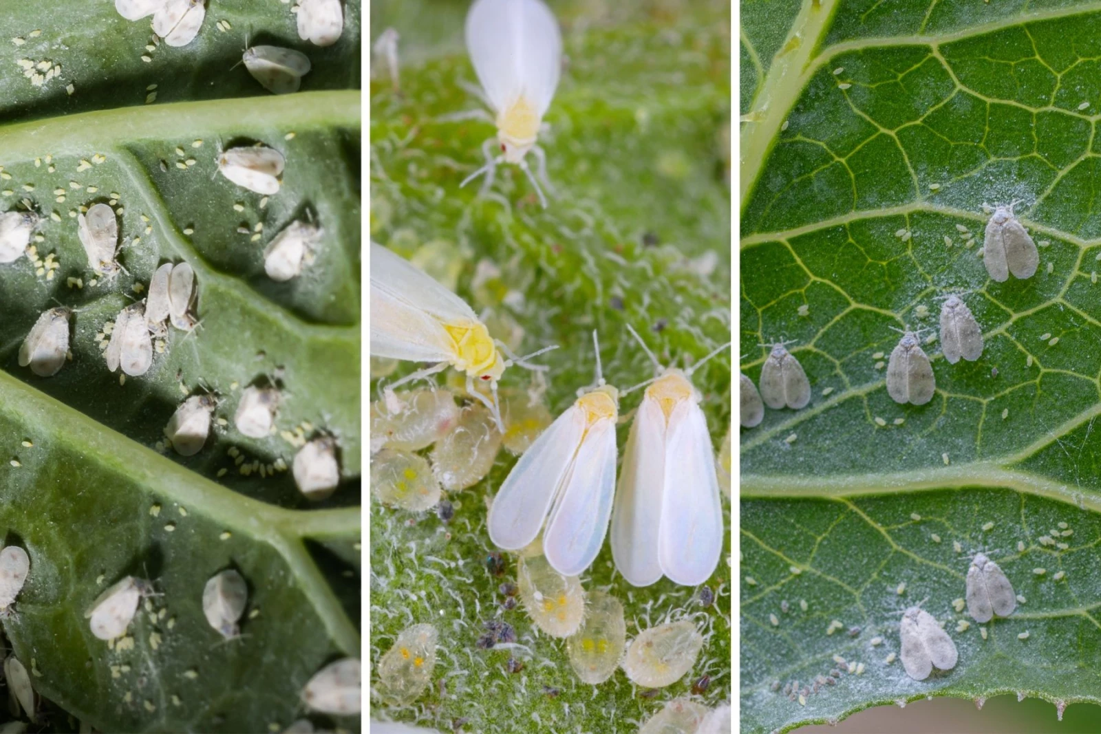 3 photos of whiteflies up close