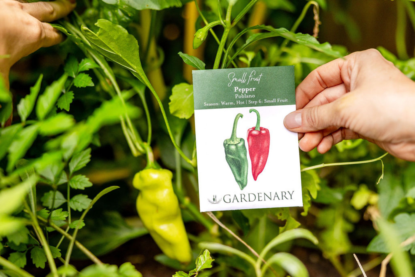 poblano peppers