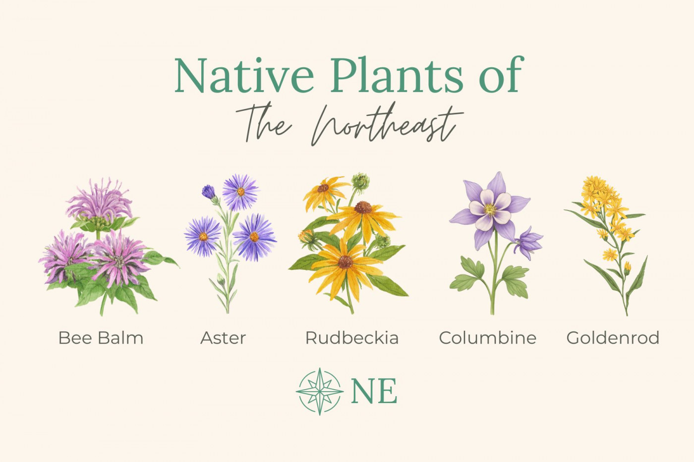 Native plants of the northeast - illustration of flowers