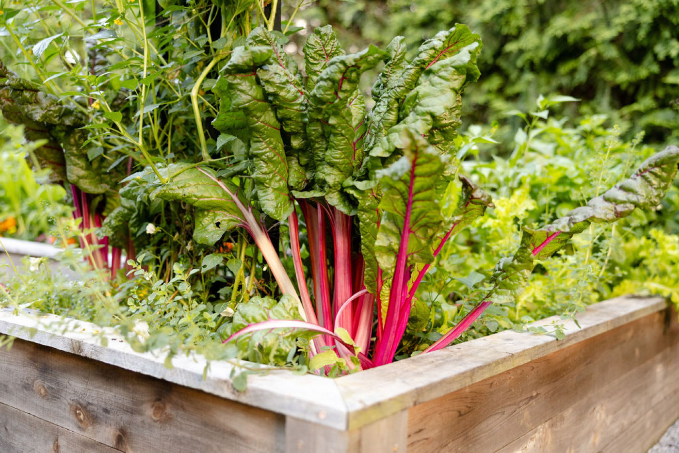 plants for fall include Swiss chard.