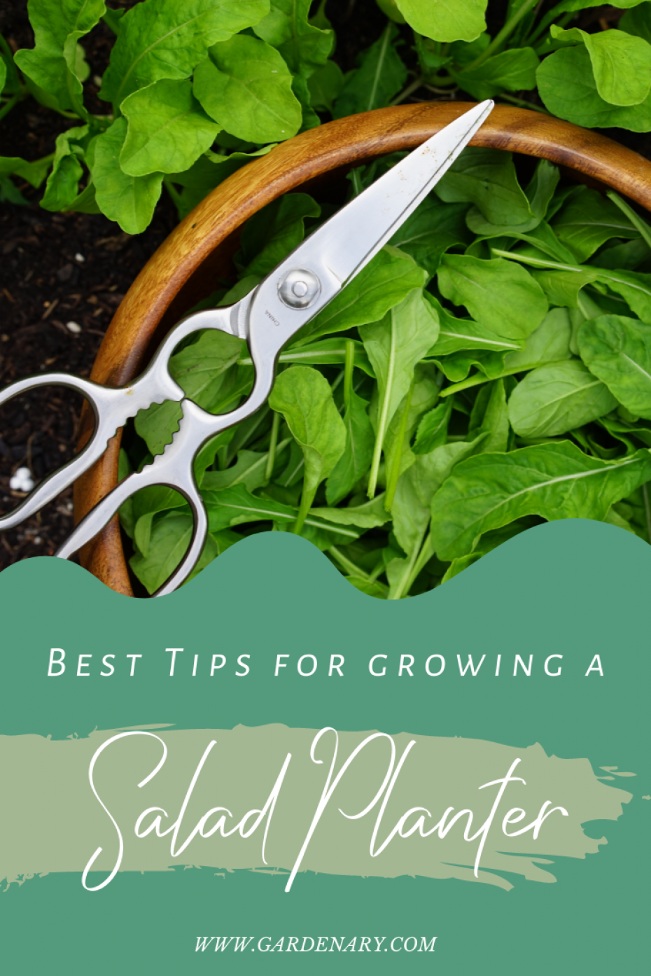 tips for growing a salad planter bowl with cut greens