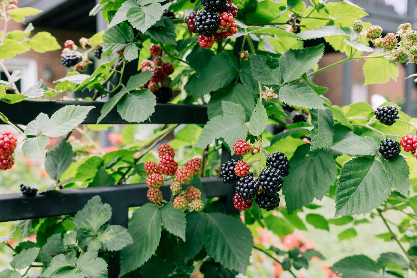 blackberries on a trellis