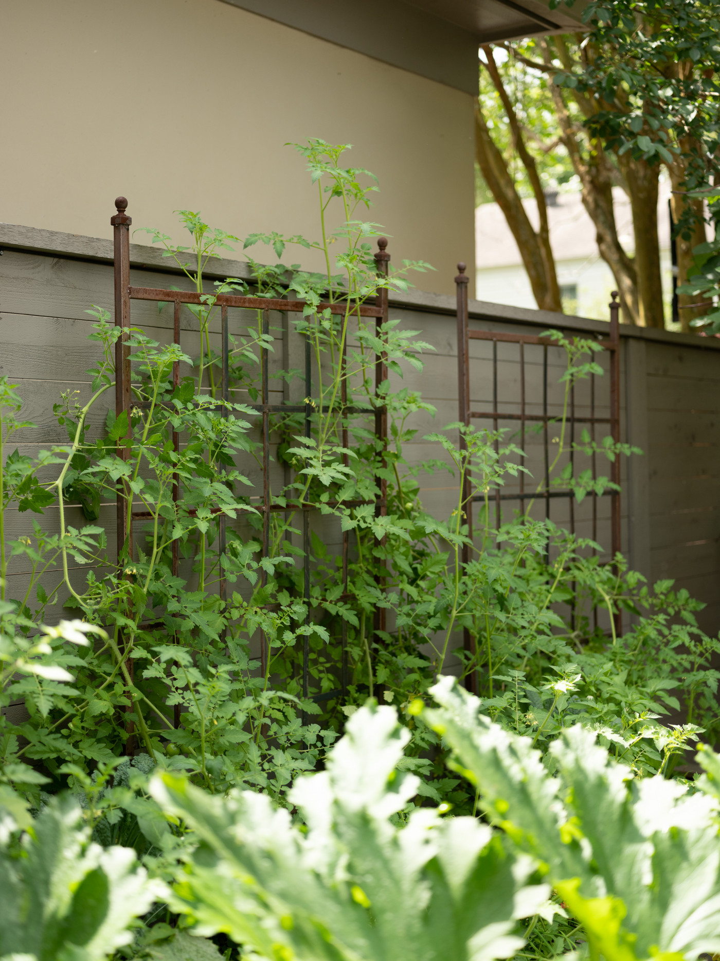green plants growing on panel trellises