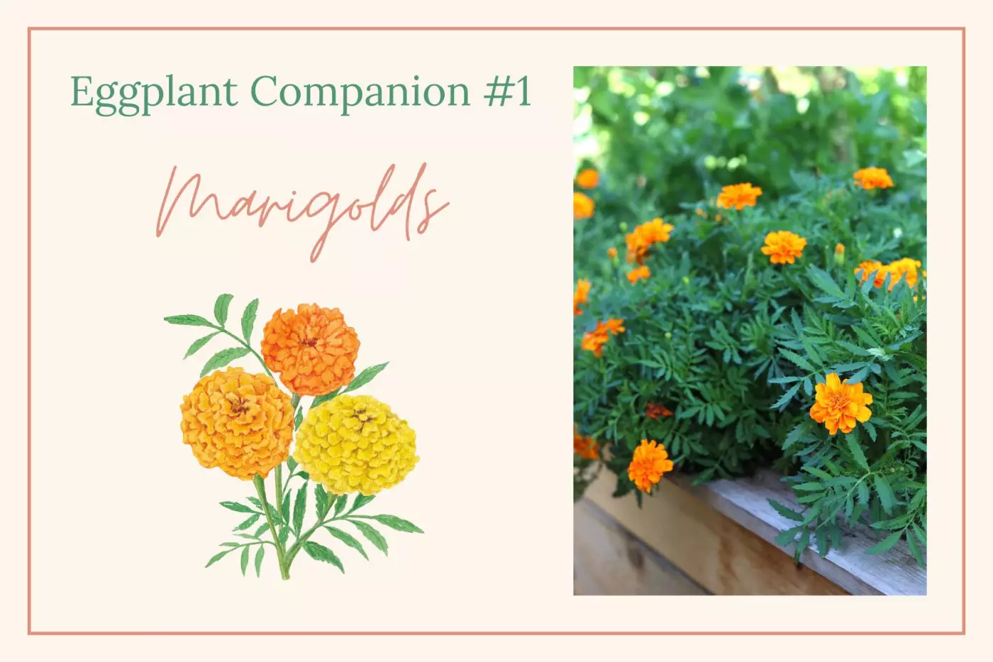 marigolds illustration and photo