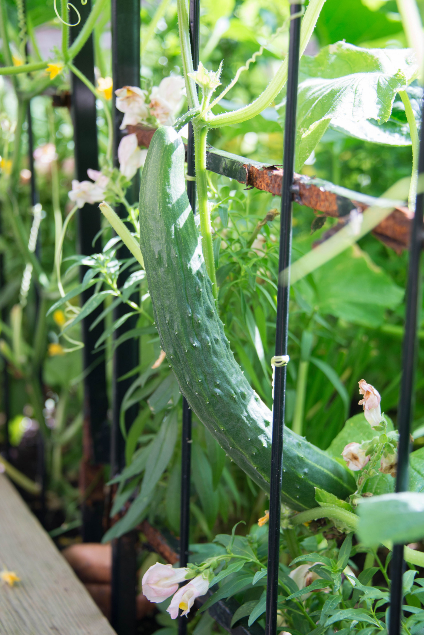 Cucumber on a trellis