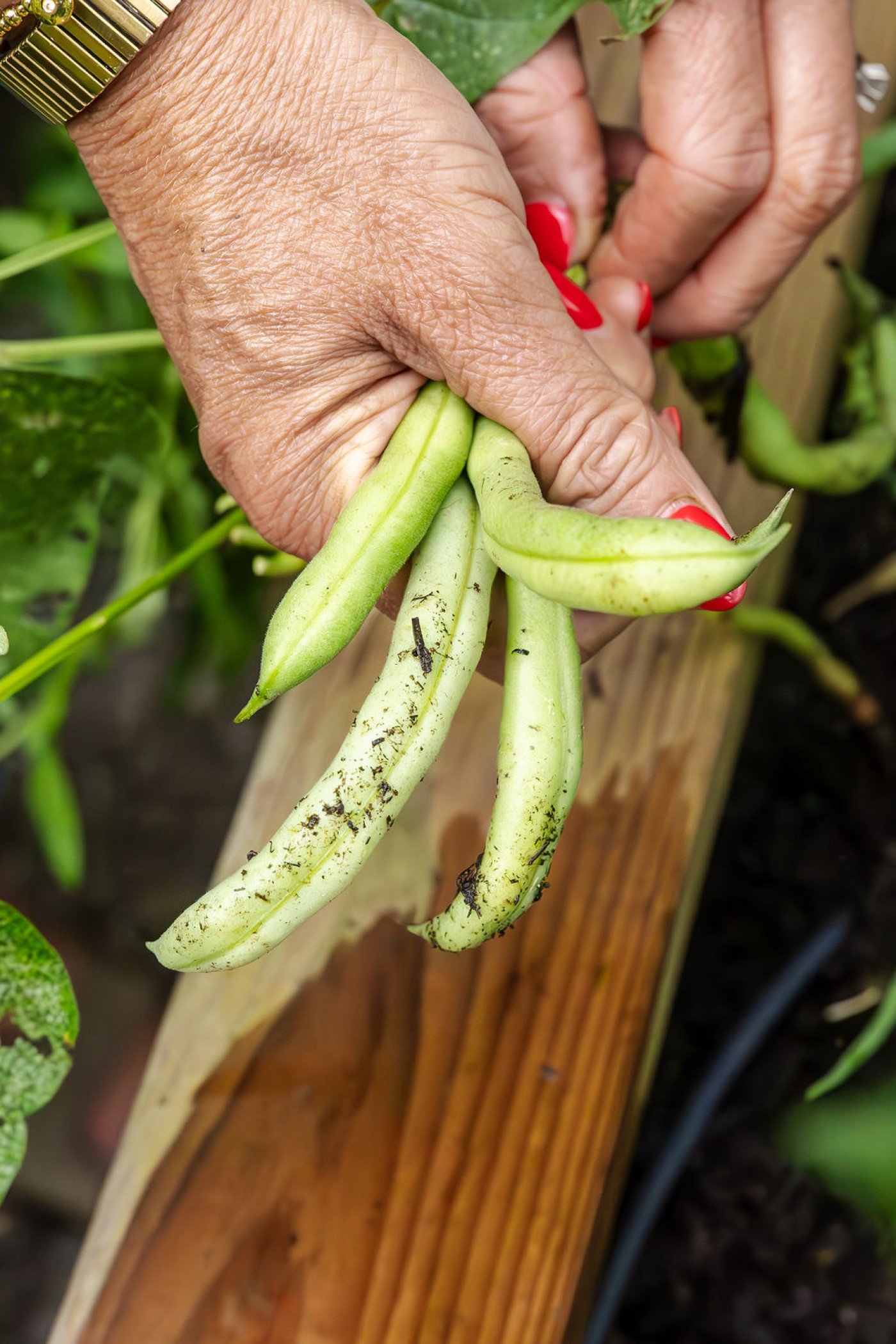 person holding freshly harvested bush beans