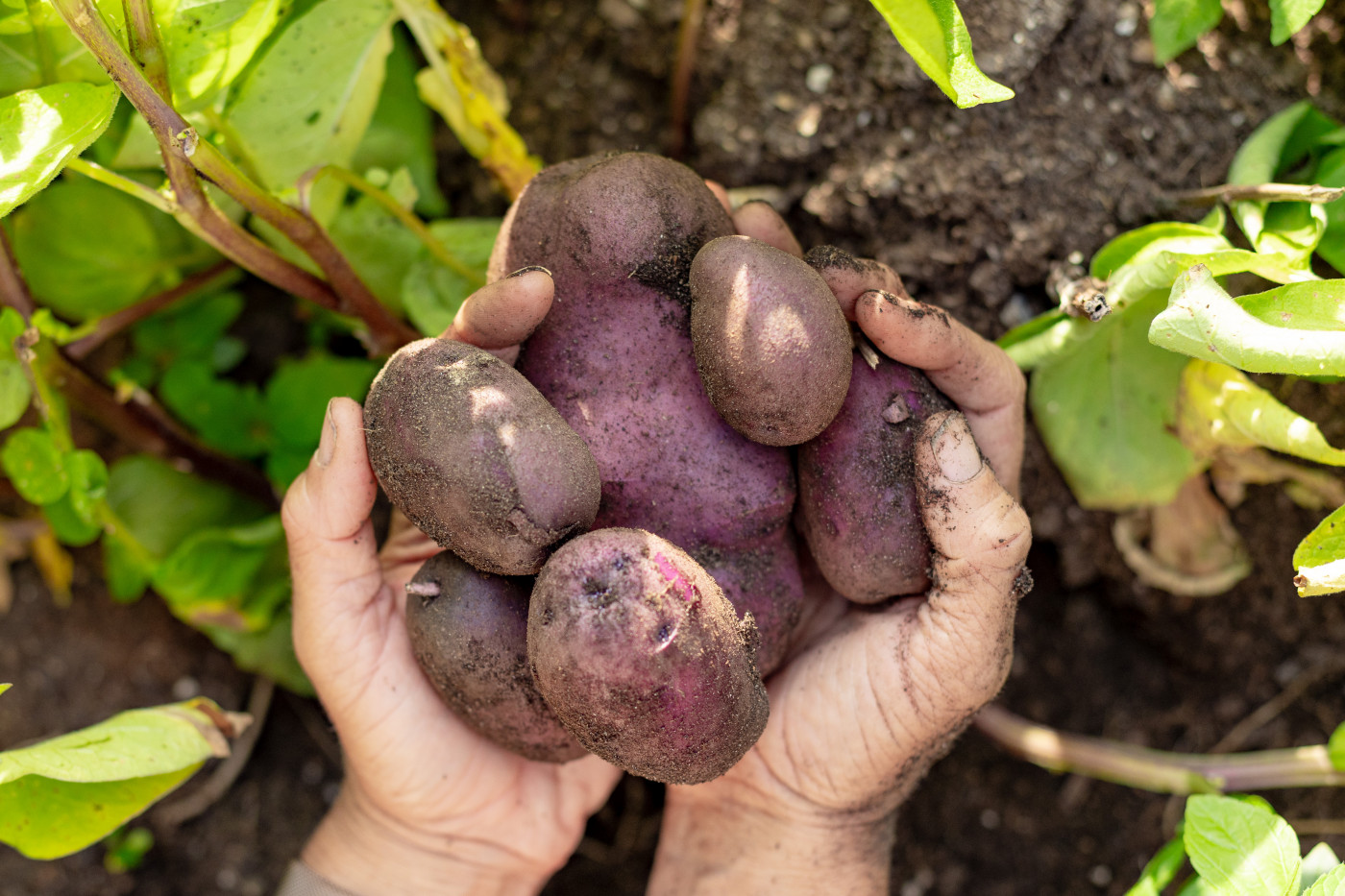 how harvest potatoes
