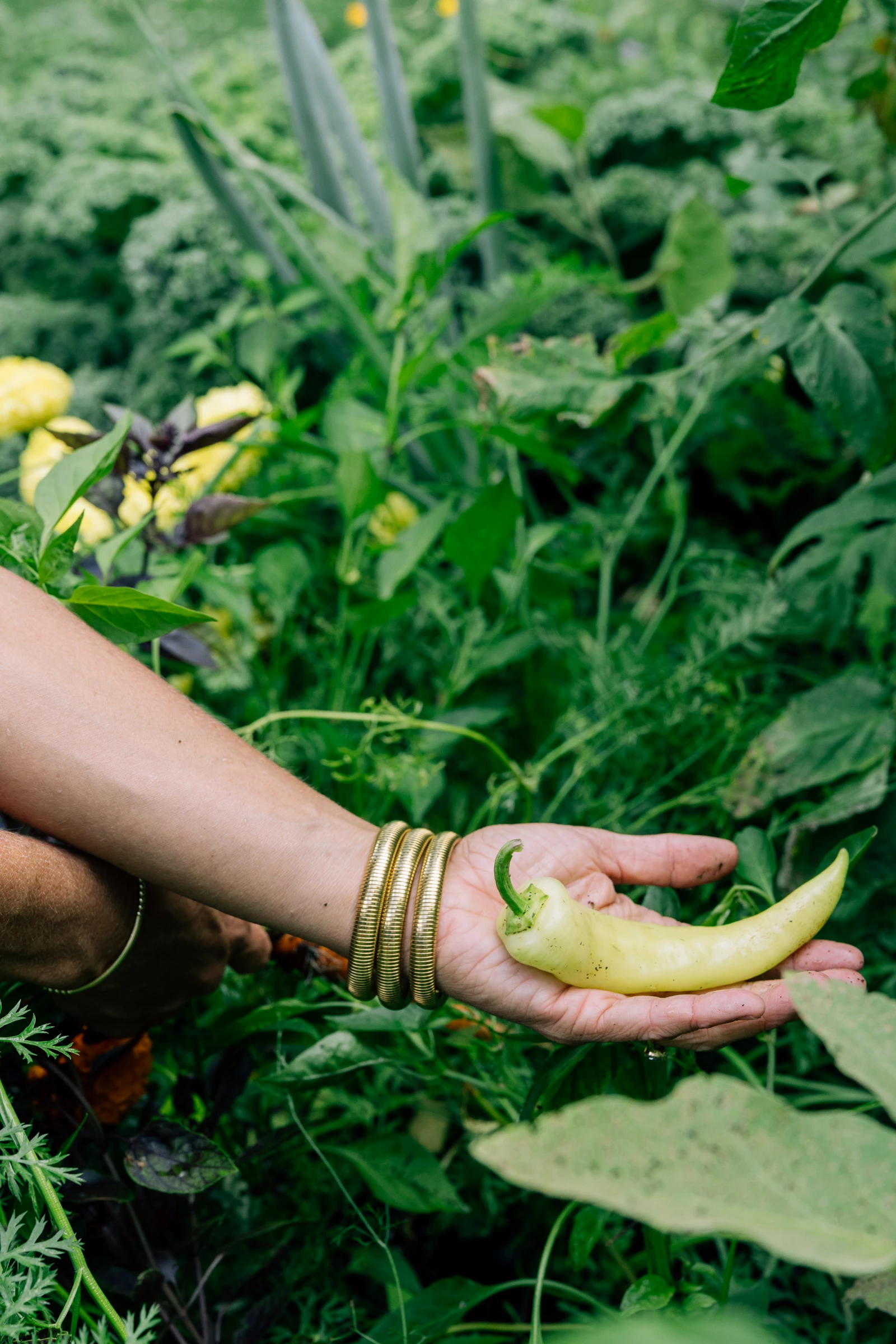a hand holding a banana pepper