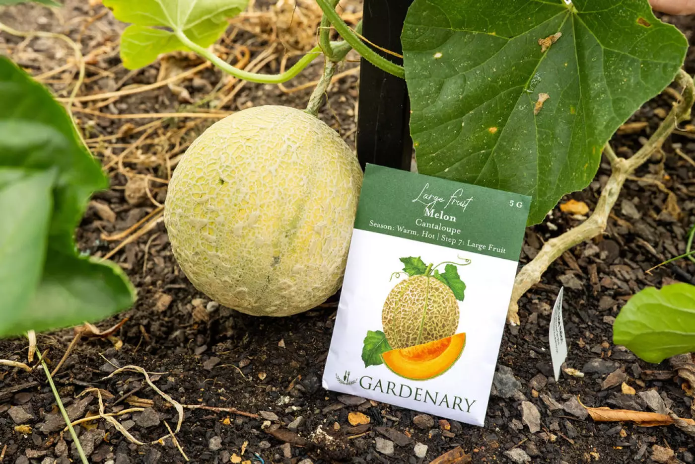 a cantaloupe melon with a cantaloupe seed packet