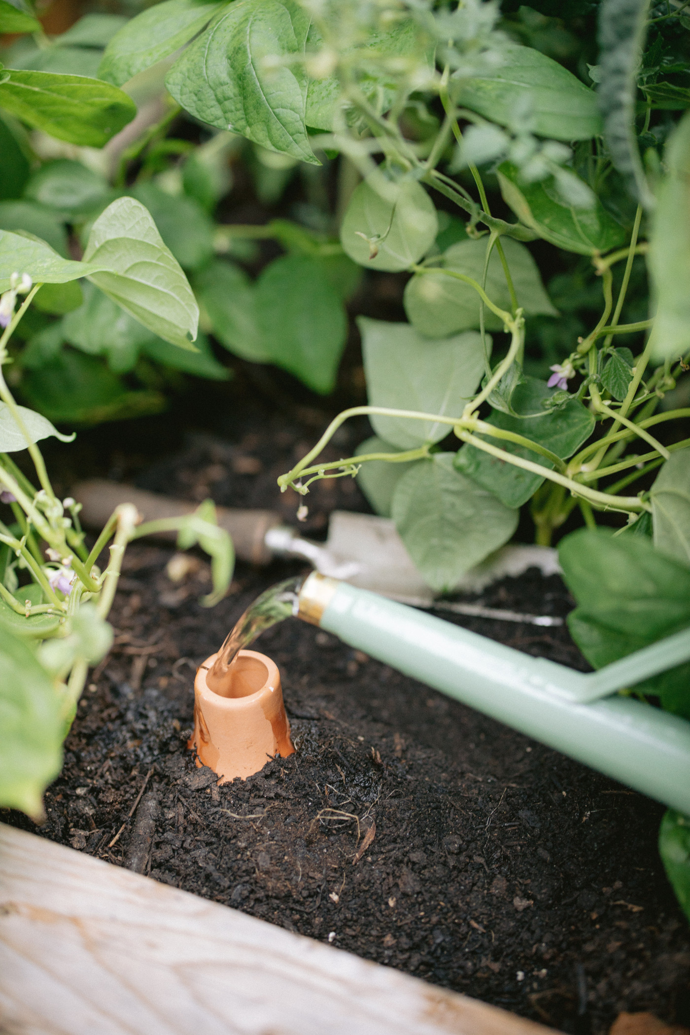 Filling an olla
