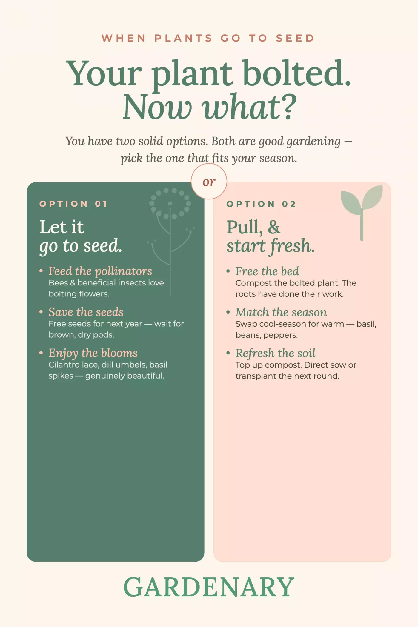 Gardenary infographic titled When Plants Go to Seed showing two options for what to do when your plant bolts. Option one is to let it go to seed by feeding the pollinators since bees and beneficial insects love bolting flowers, saving the seeds by waiting for brown dry pods to collect free seeds for next year, and enjoying the blooms like cilantro lace, dill umbels, and basil spikes. Option two is to pull the plant and start fresh by freeing the bed and composting the bolted plant, matching the season by swapping cool-season crops for warm-season plants like basil, beans, and peppers, and refreshing the soil by topping up compost before direct sowing or transplanting the next round.