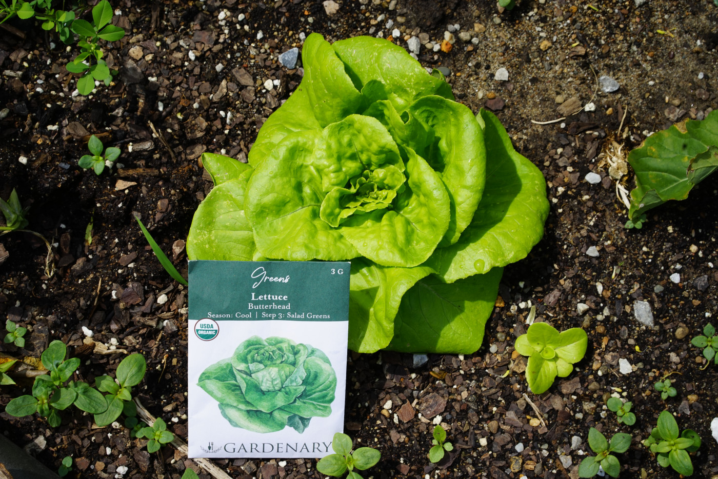 butterhead lettuce growing in garden with gardenary butterhead lettuce seed packet