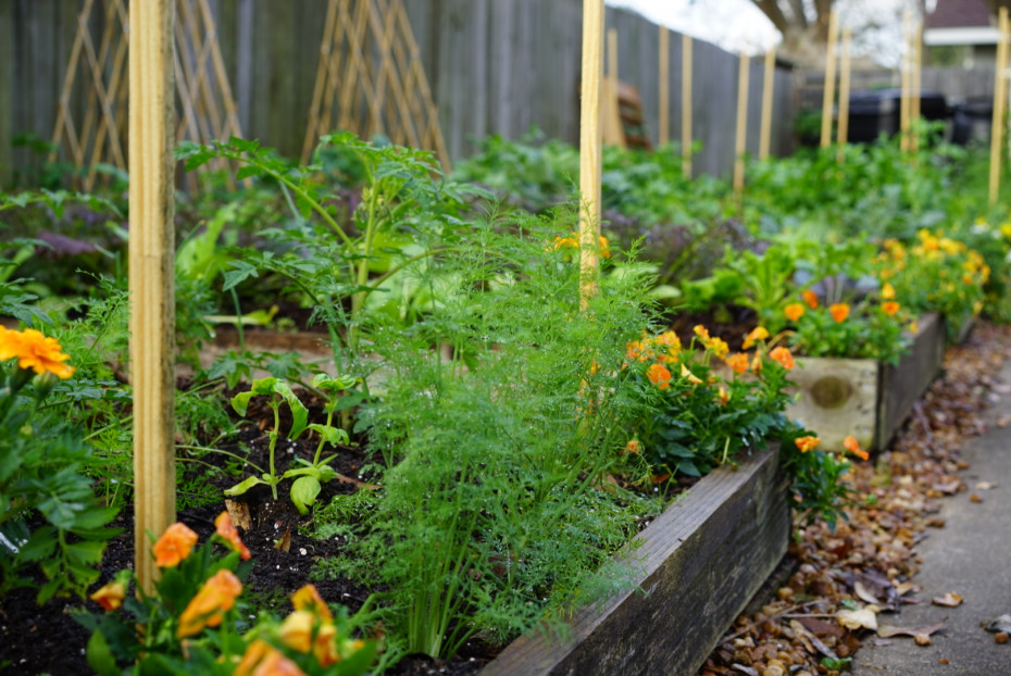 How to Grow Organic Dill in Your Herb Garden • Gardenary
