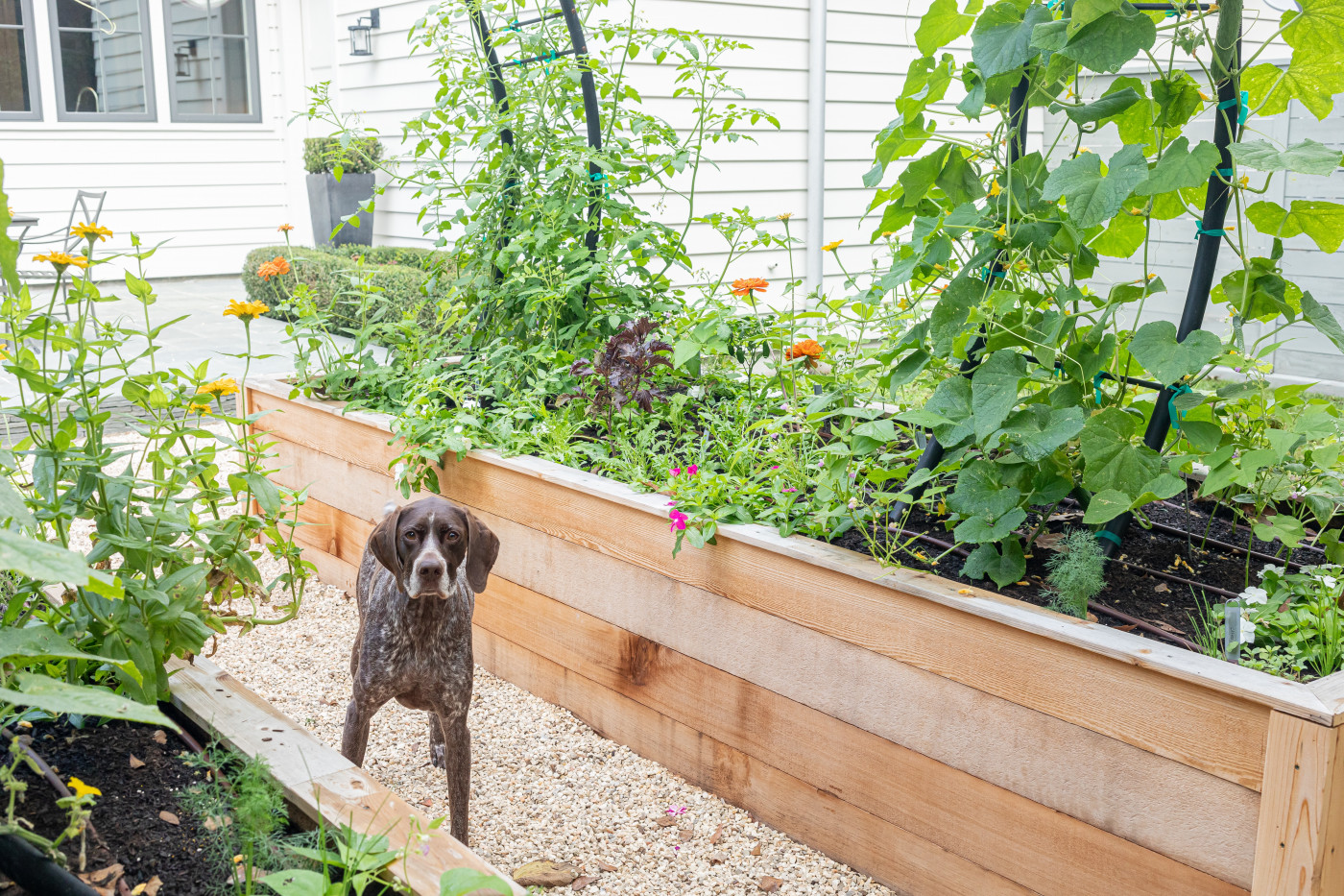 pesticides affect cats and dogs