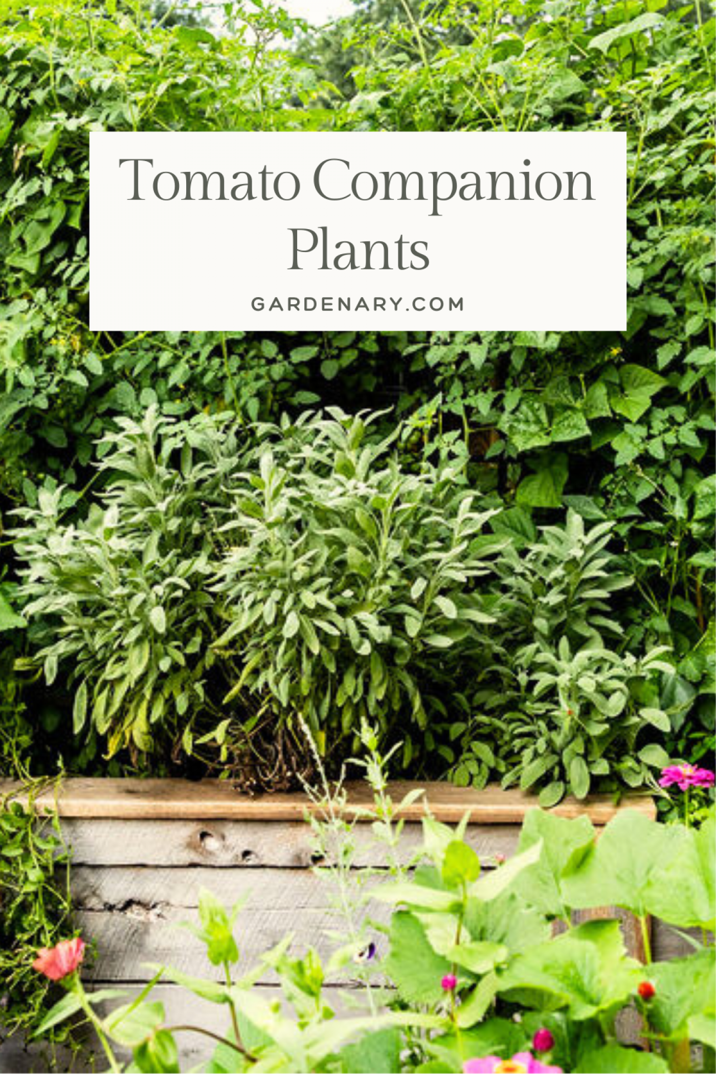 tomato companion plants pin