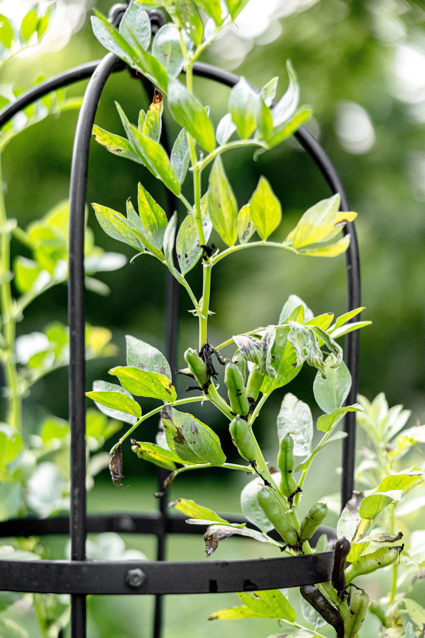 Obelisk trellises for vertical gardening