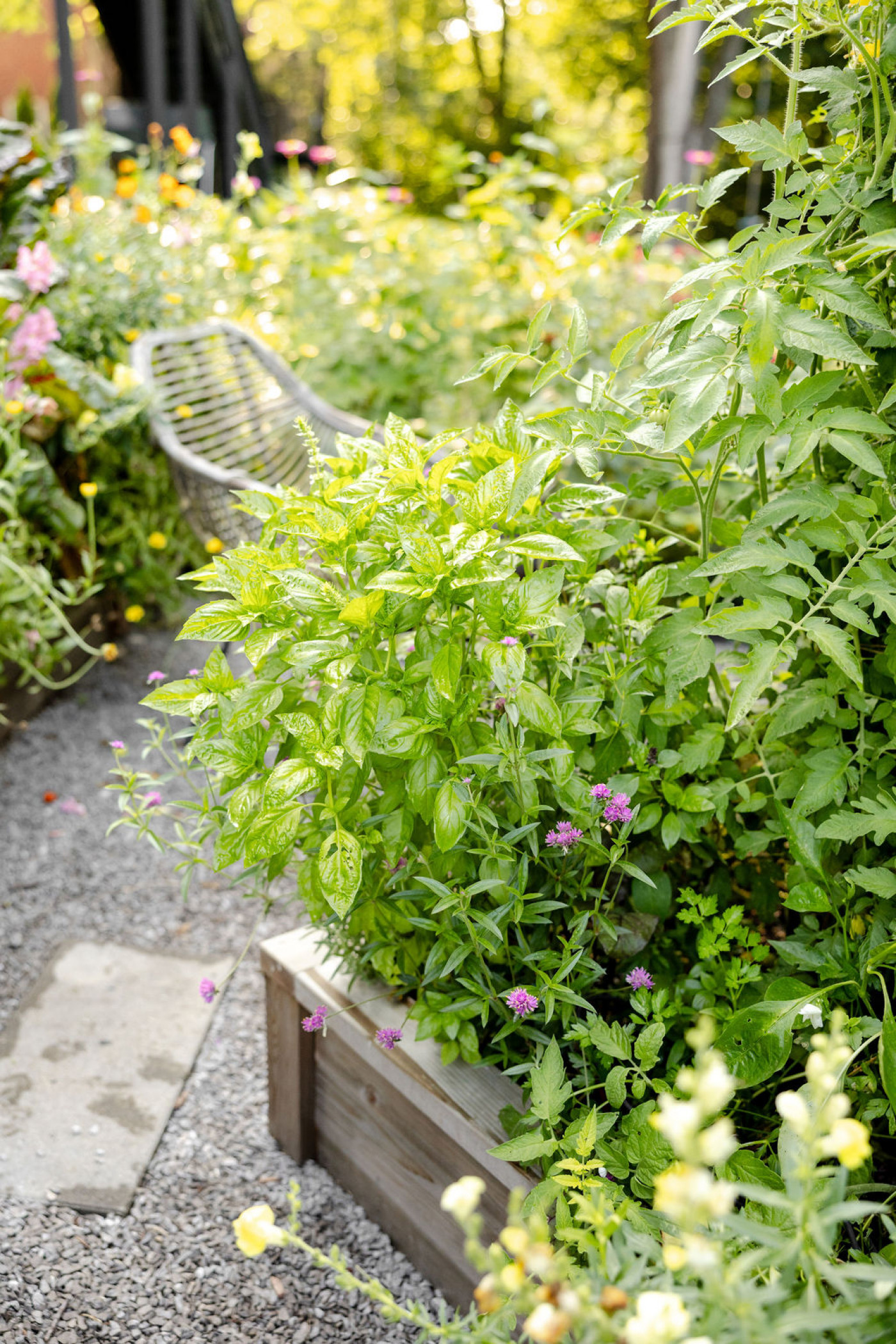 basil plant growing in corner of raised garden bed