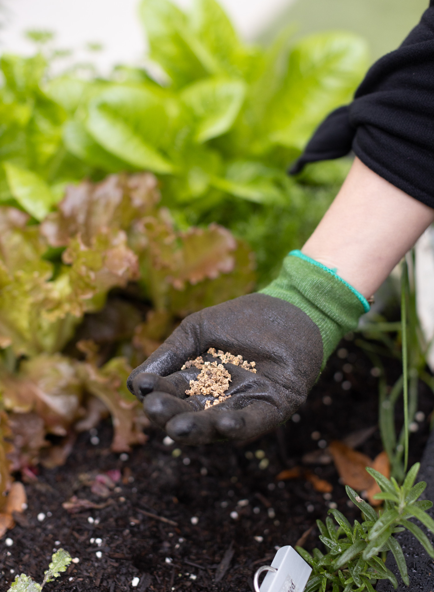 5 Super Simple Steps to Grow Beets from Seed • Gardenary