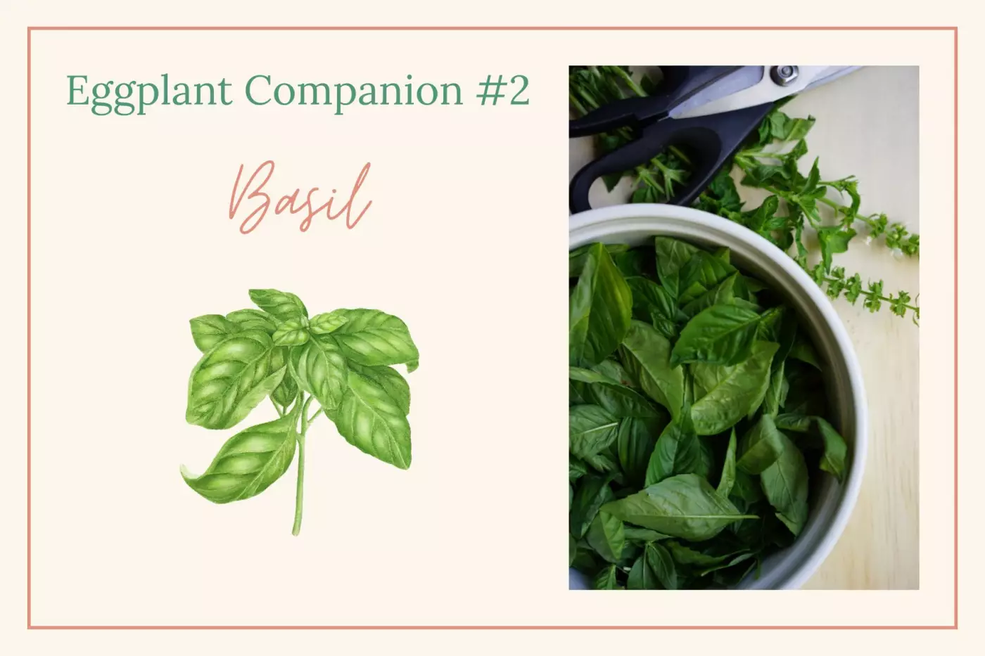 Basil illustration and photo