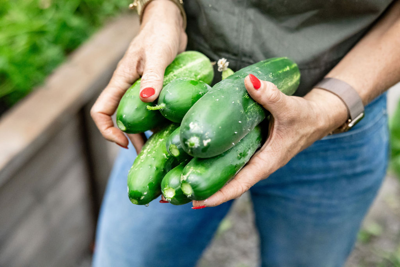 how cucumbers grow best