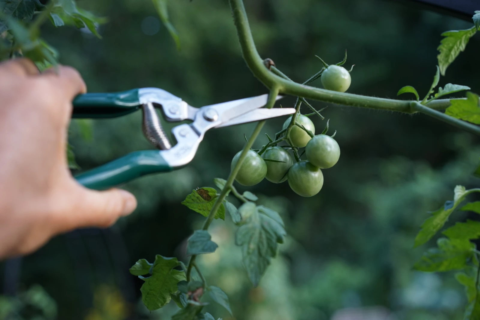 cutting green tomatoes off of a vine