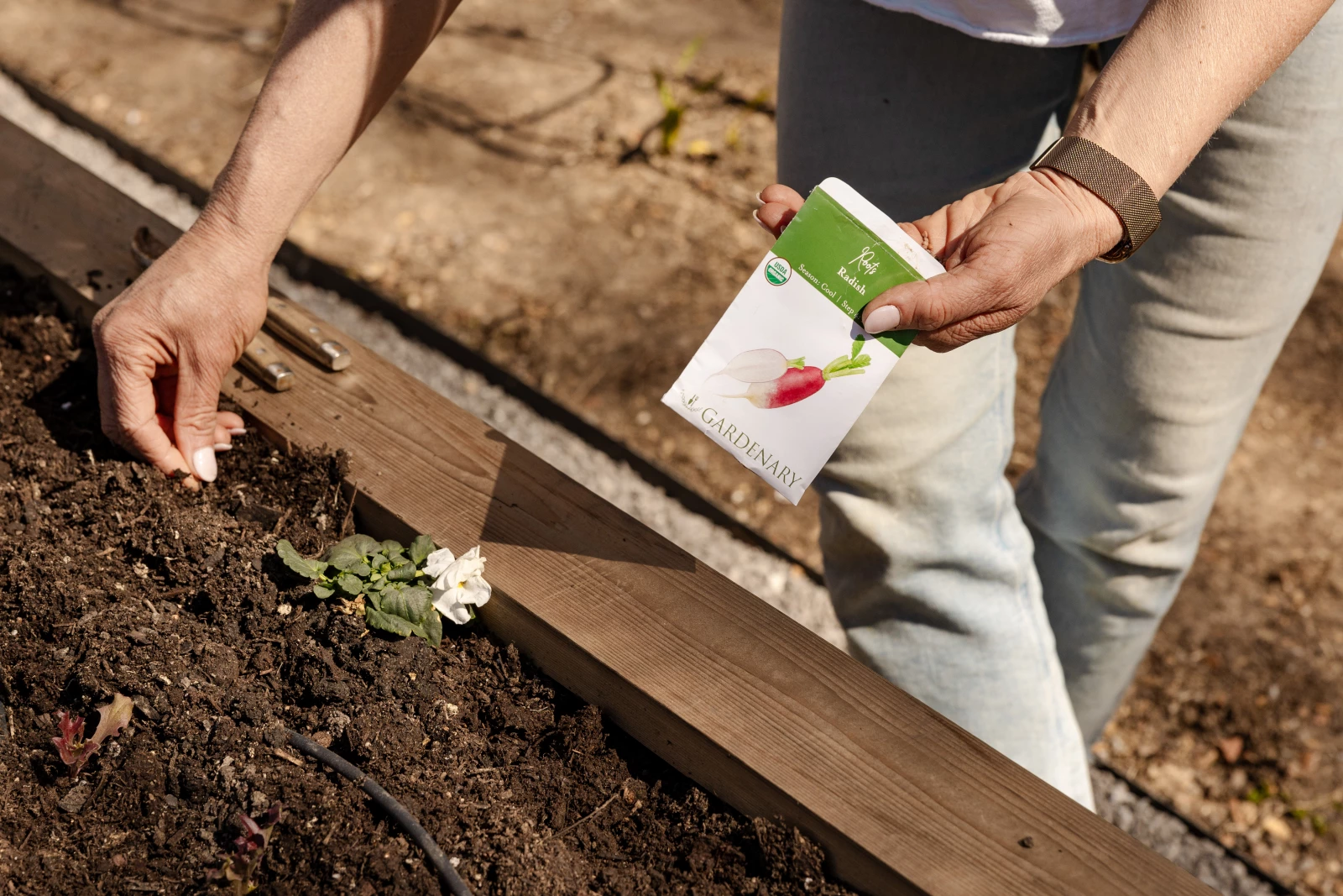 Planting radishes in soil