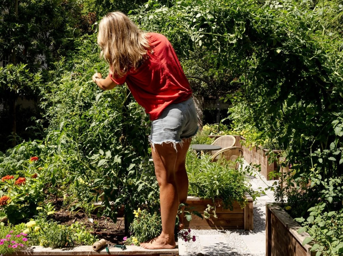 which is better: removing tomato suckers or keeping them?