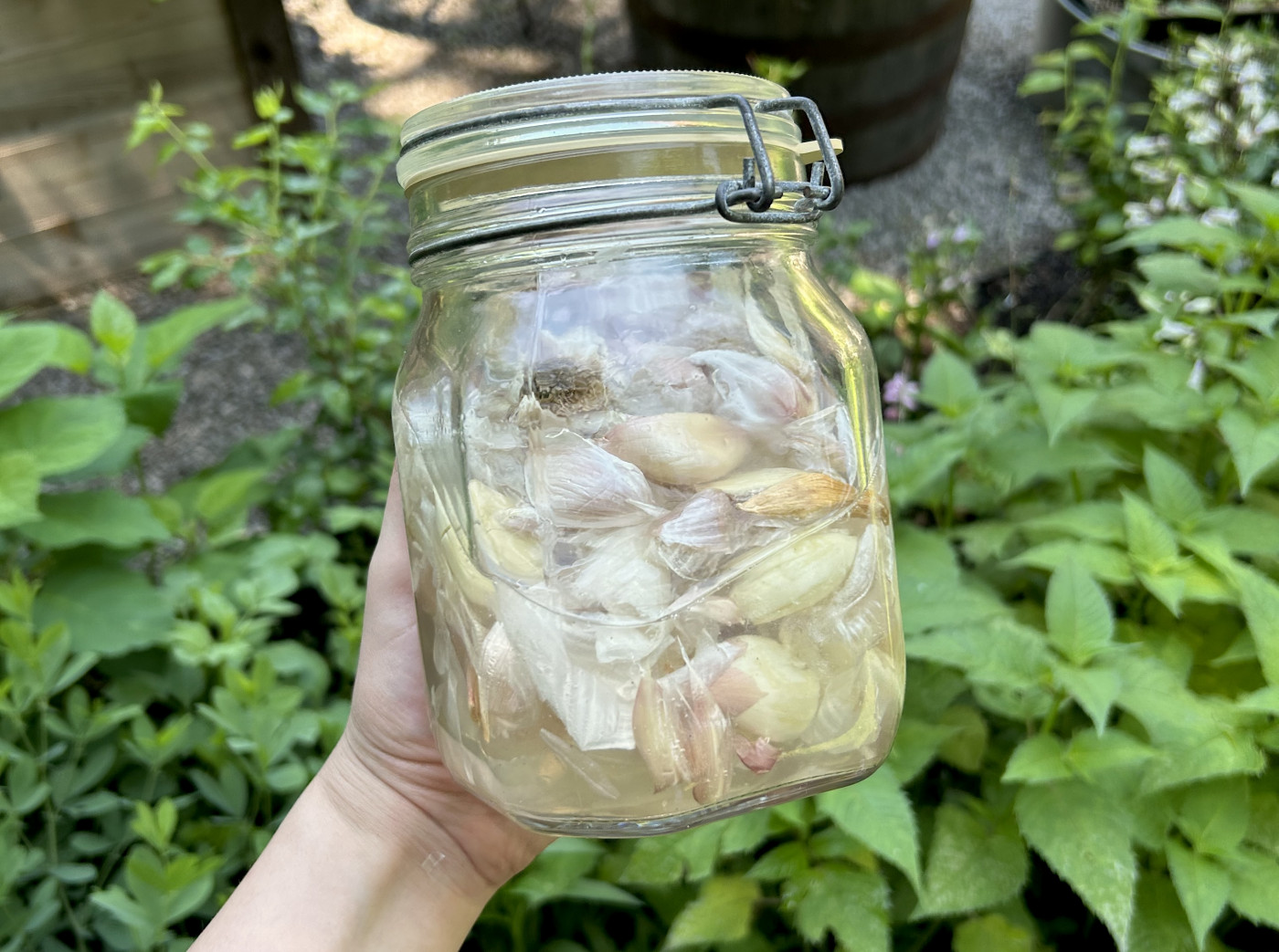DIY pest spray recipe with garlic