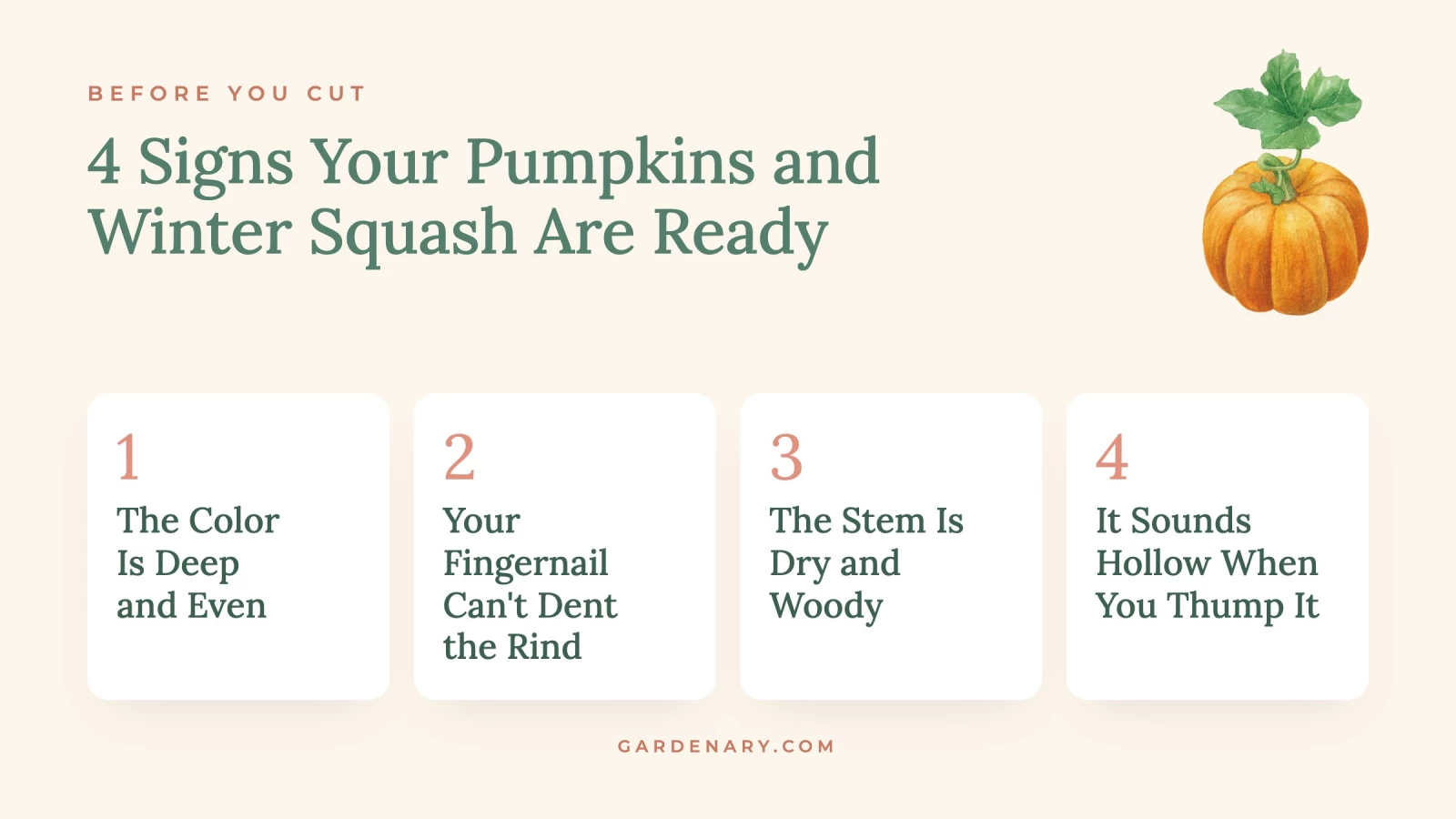 infographic for 4 signs you pumpkin is ready to harvest